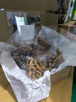 Box de Roer